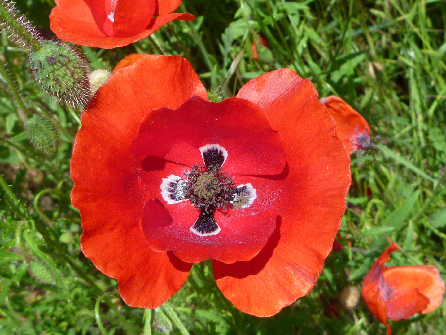 Oh du schöner Mohn