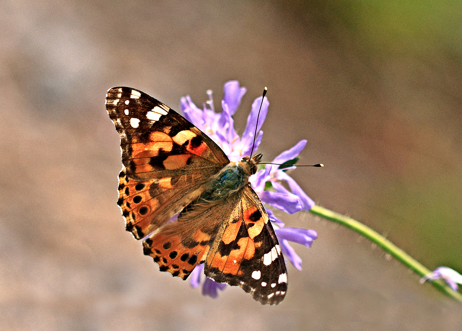 Oh Du schöner Schmetterling