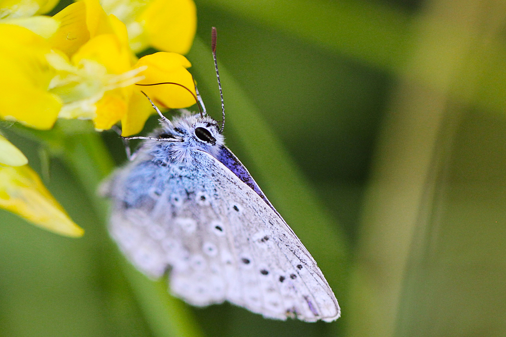 Oh du schöner Schmetterling