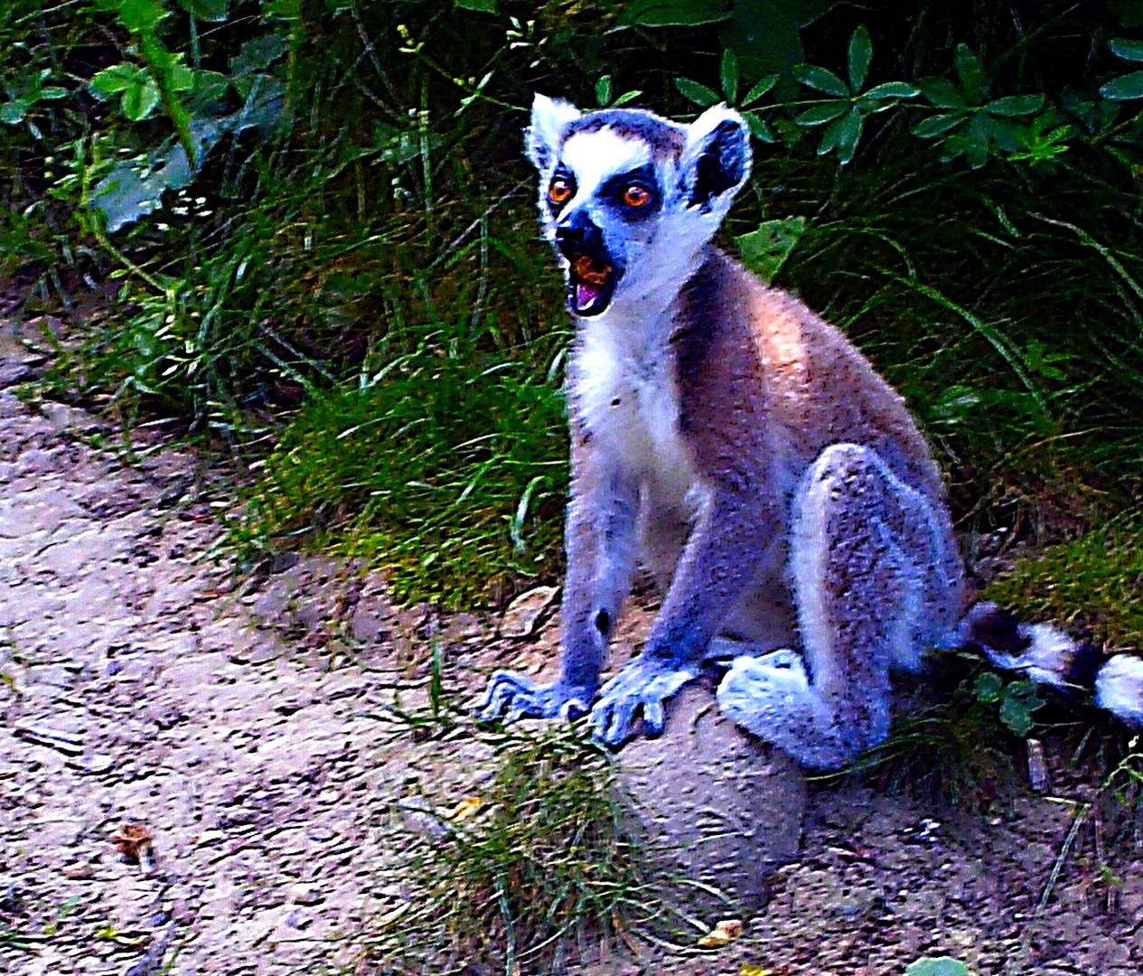 Oh.............!!! Foto & Bild natur, tiere, tierkinder Bilder auf