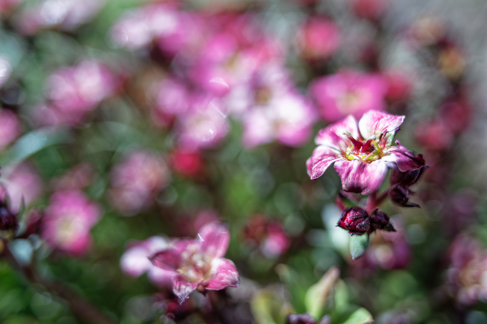 Oh, ein Blümchen