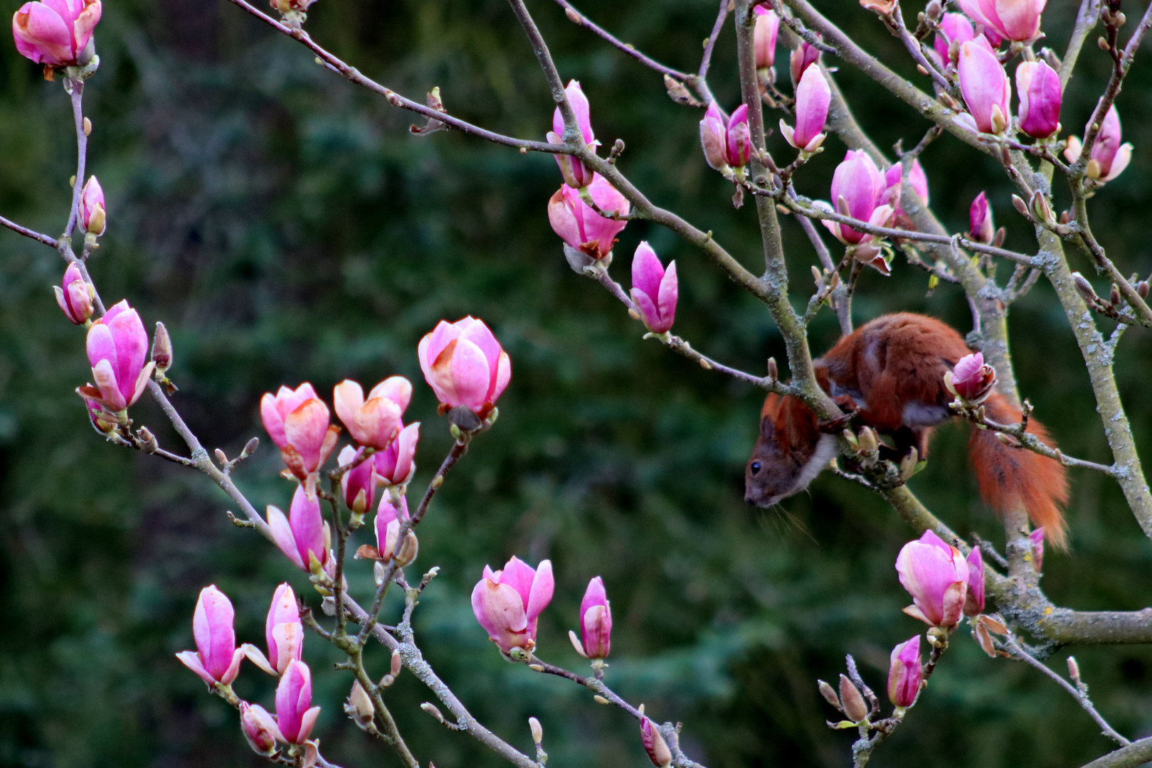 oh! ...ein hund unter dem magnolien-baum