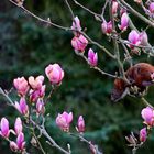 oh! ...ein hund unter dem magnolien-baum