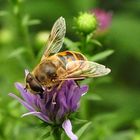 Oh - ein kleines Dickerchen ist plötzlich im Garten :-))))