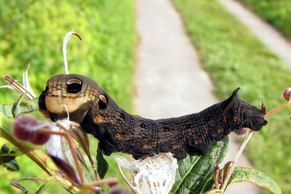 Oh...... ein Räupchen