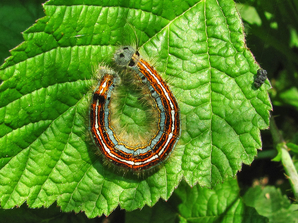 Oh, ein Ringelspinner