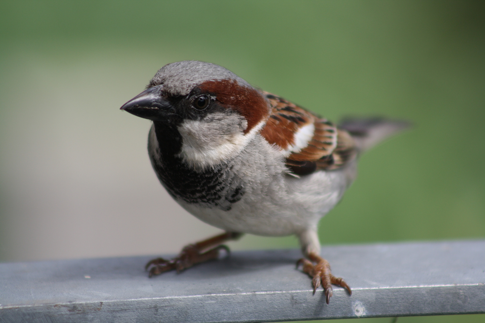 Oh, Ein Spatz!