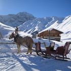 oh... ein Zebra auf der Seiseralm