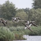 oh es schließen sich noch andere an zum Rundflug