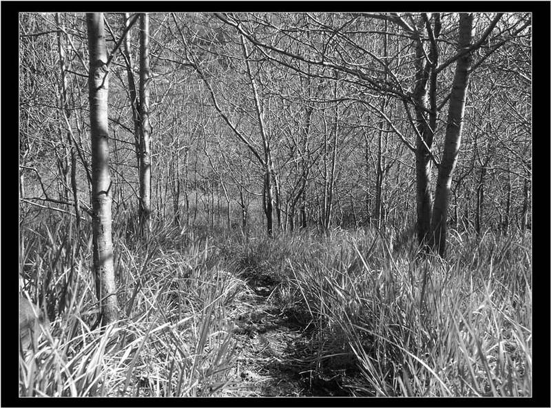 Oh fatina … tu che conosci il bosco … dove porta questa strada?