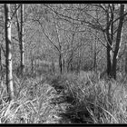 Oh fatina … tu che conosci il bosco … dove porta questa strada?