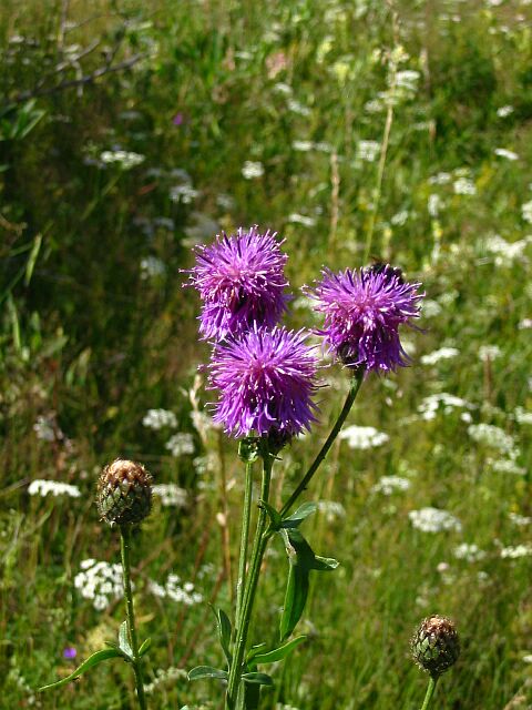 Oh, Flower of Scotland