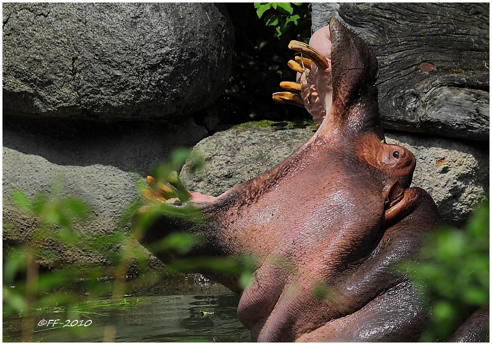 Oh Gott.....eine Maus im Becken!  Hilfääääääää.....