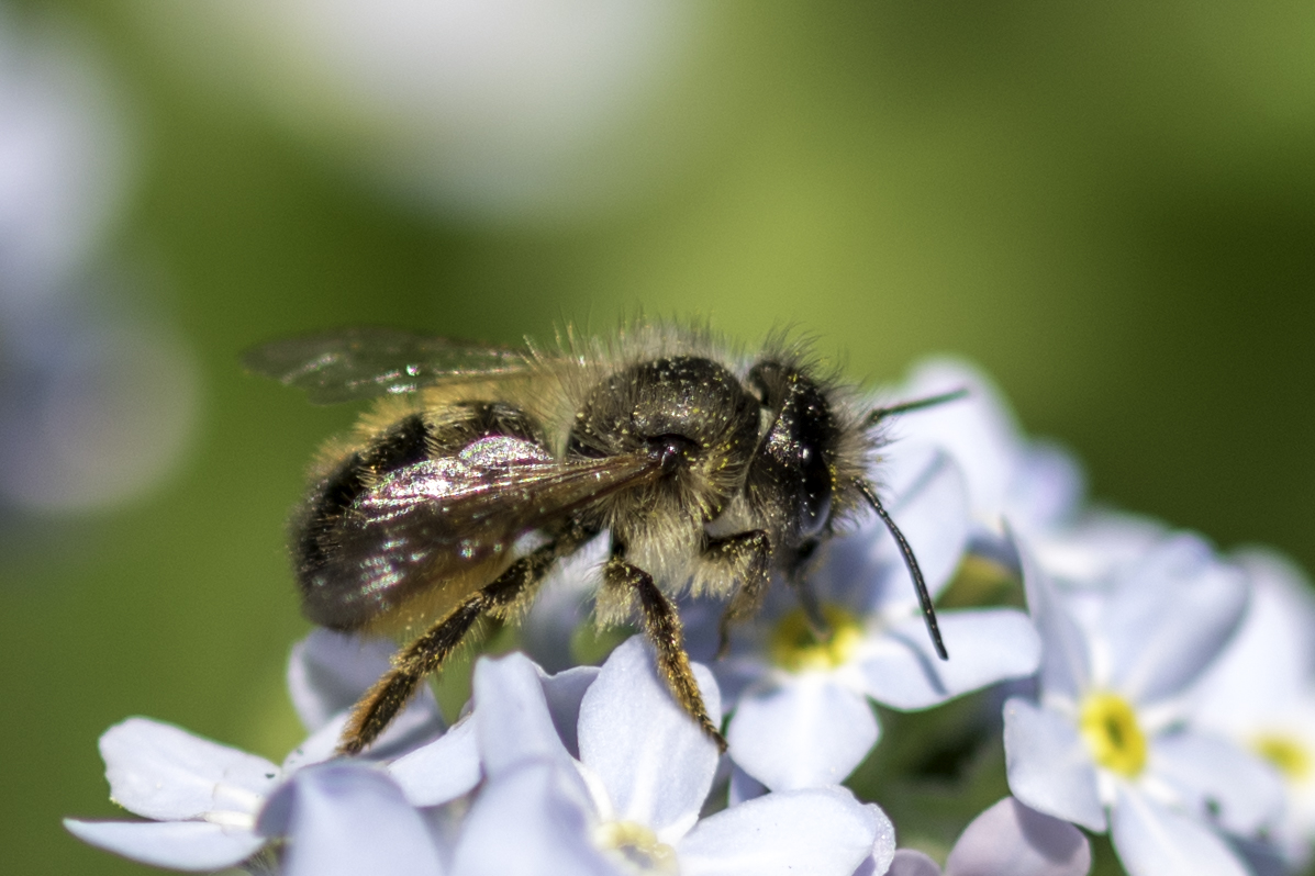 Oh ha-bee day