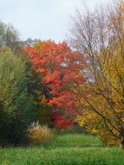 Oh Herbst, wie Du die Blätter färbst