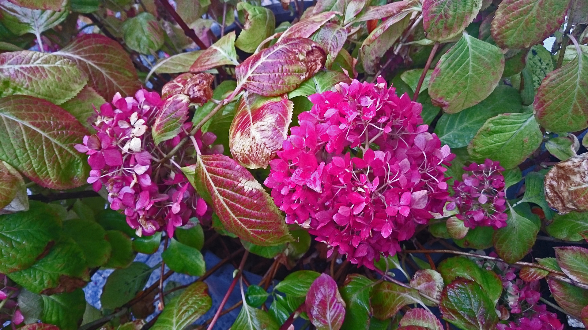 oh Herbstwie Du Blüten und Blätter färbst