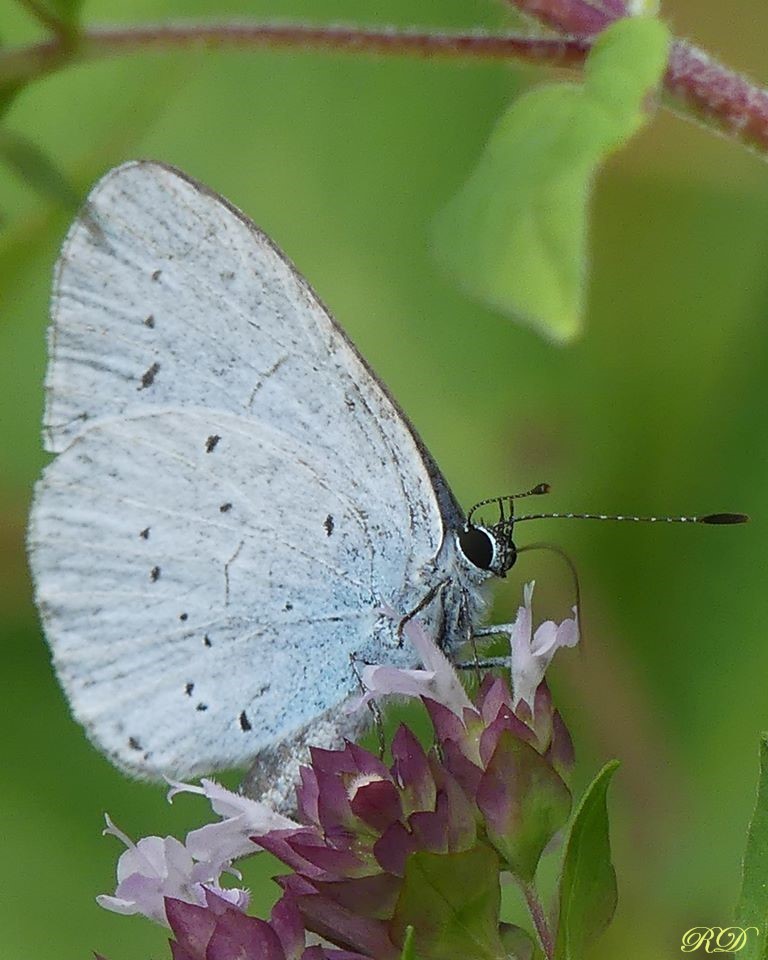 Oh, holly blue