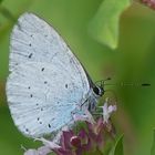 Oh, holly blue