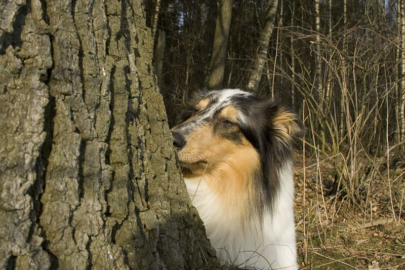 Oh.... ich liebe diesen Baum