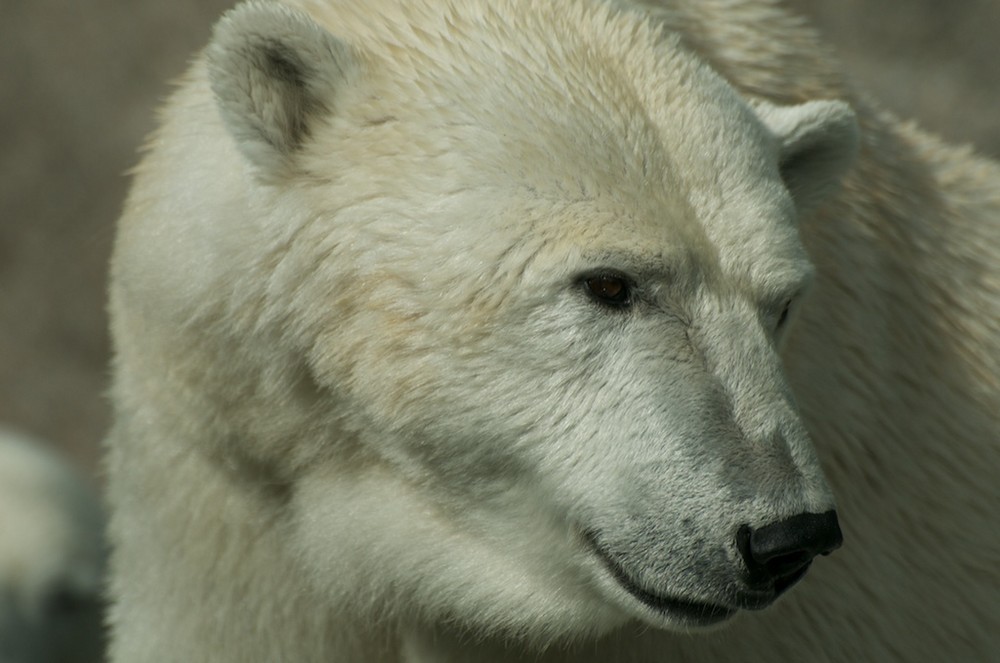 Oh ich möchte ein Eisbär sein...