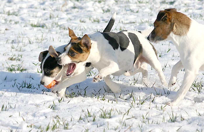 Oh ja, Terrier und Bälle...