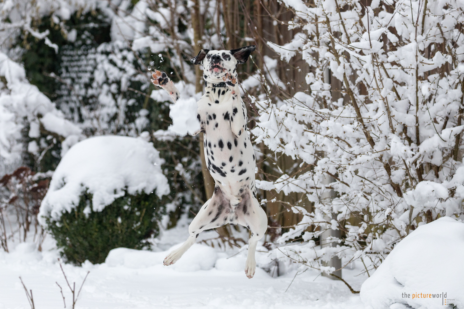 Oh ja...er hat ihn gleich...den Schneeball:-)