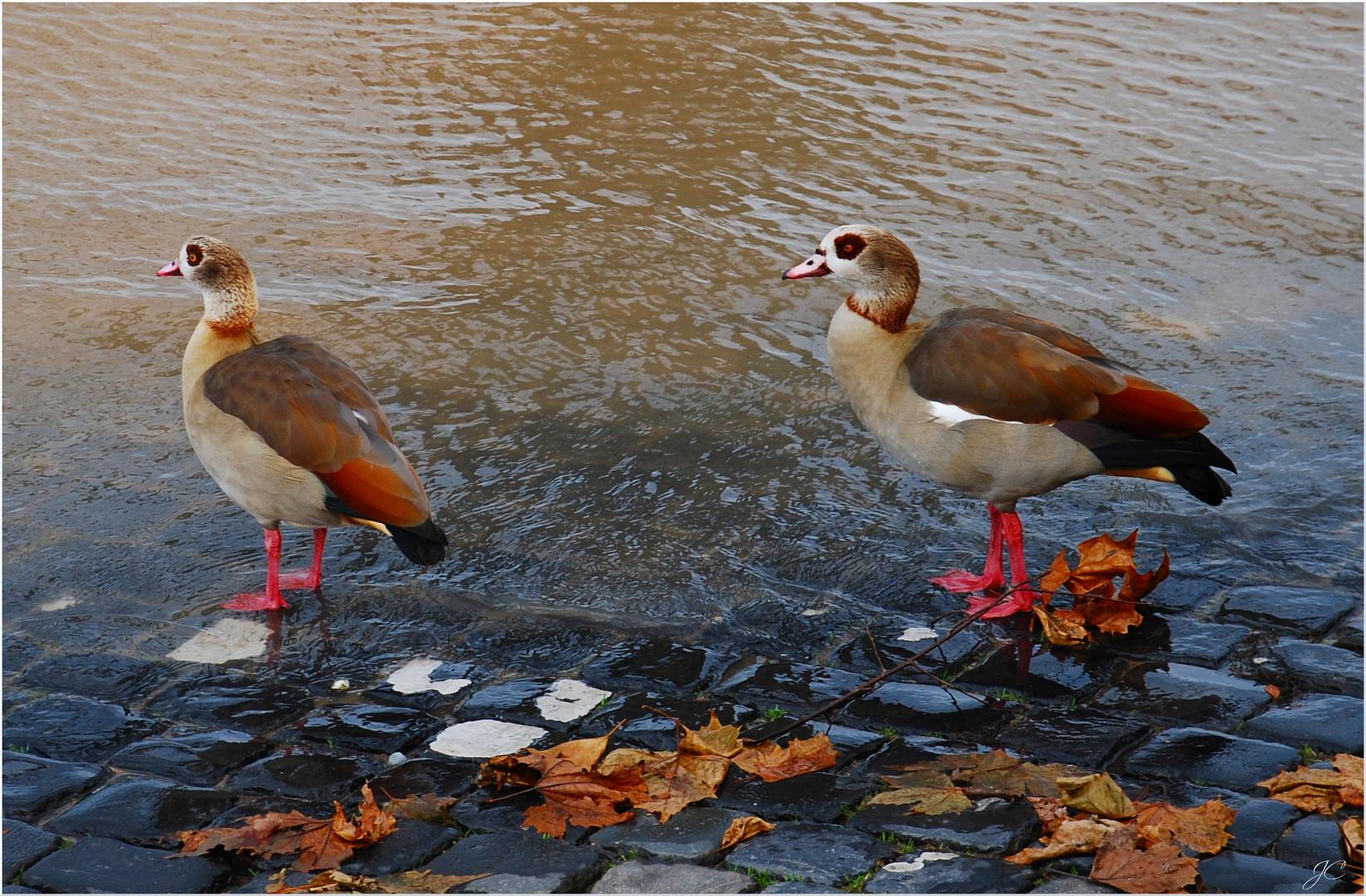 Oh je... das Wasser ist zu hoch !