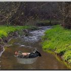 Oh je, er schwimmt in der Syra Richtung Plauen!