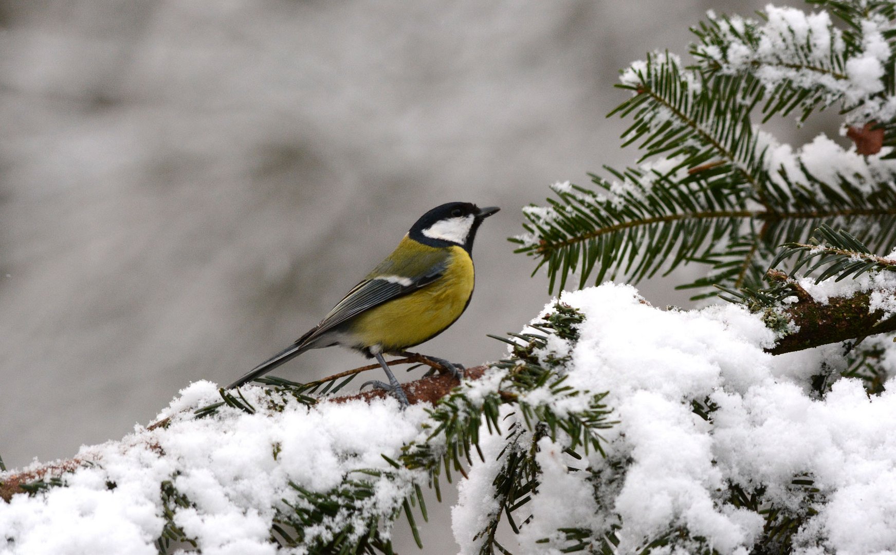 Oh je, oh je, der erste Schnee