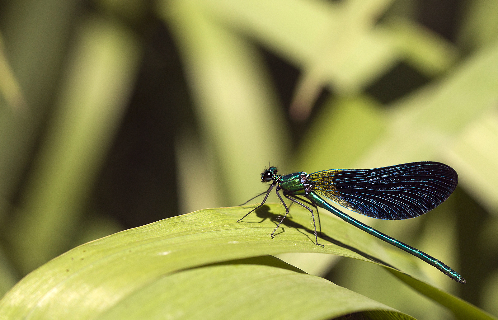 Oh la belle bleue !