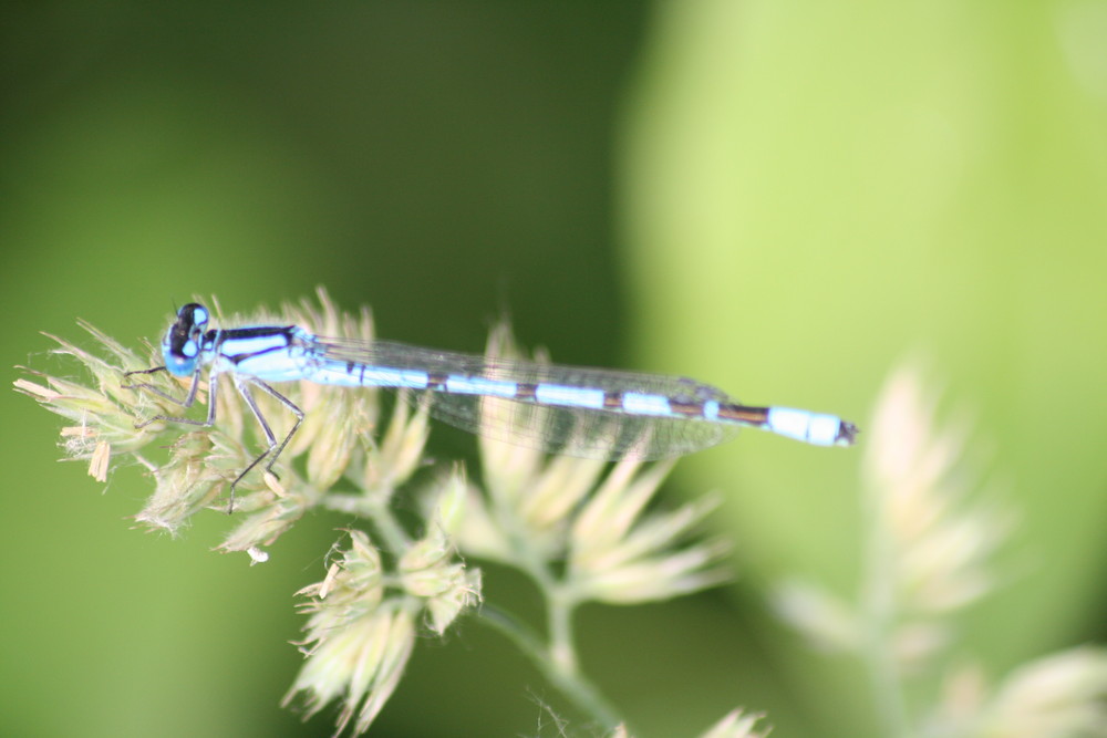 oh la belle bleue