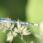 oh la belle bleue