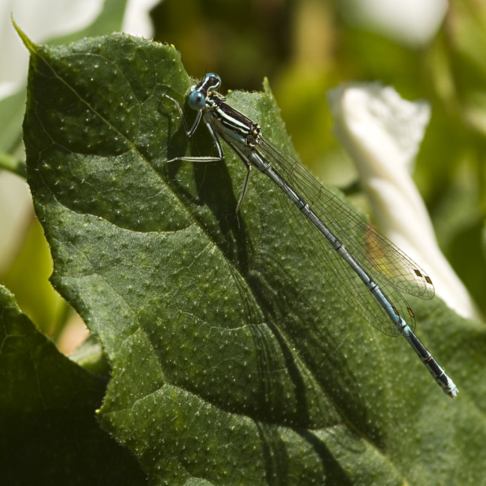 Oh la belle bleue...