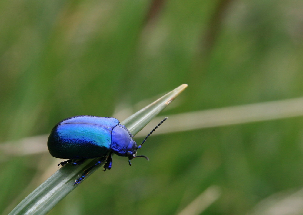 Oh ! La belle bleue...