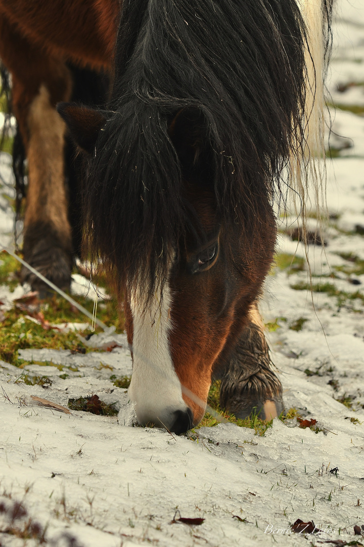 Oh la bonne neige !