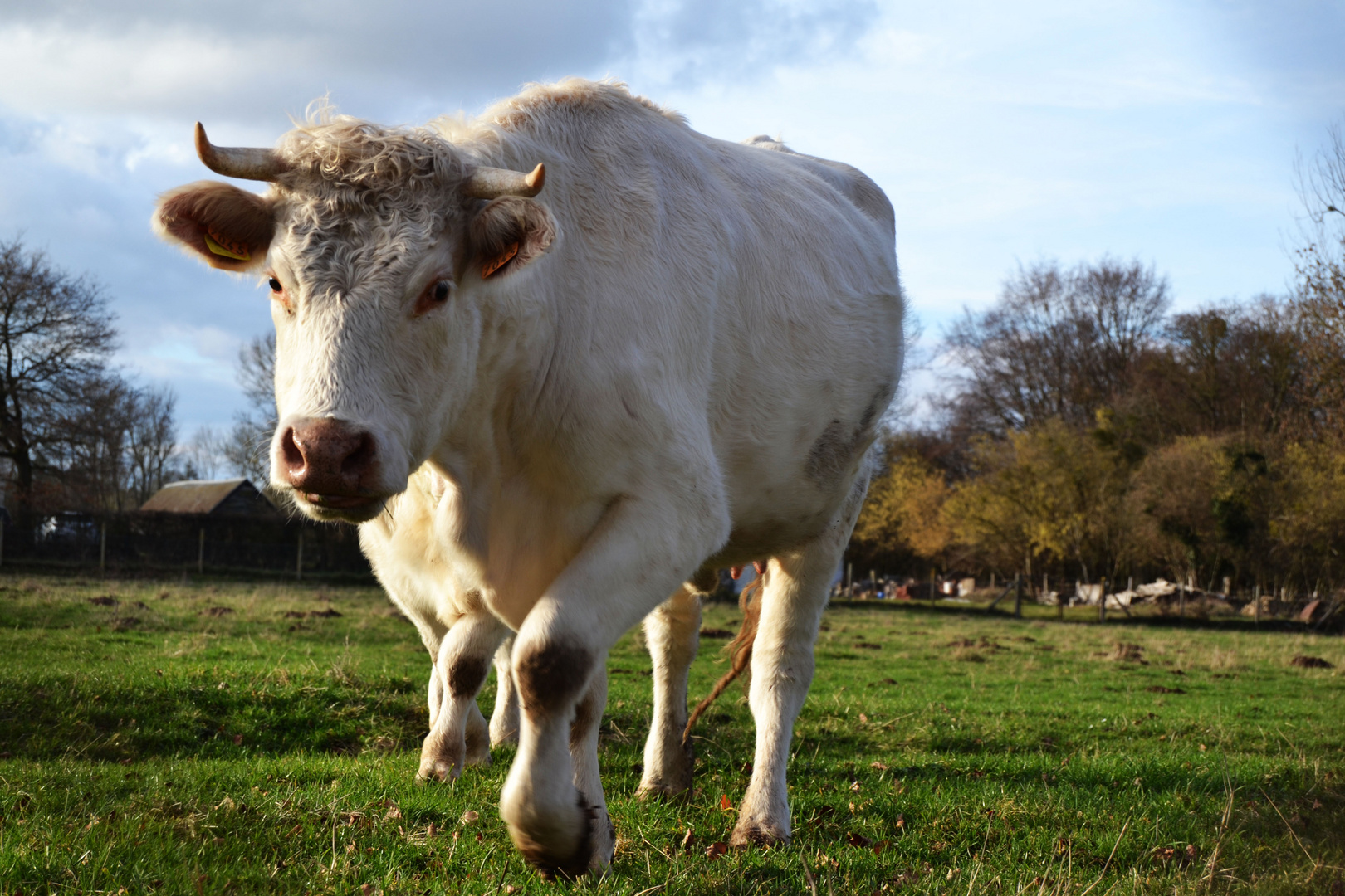 Oh la vache !