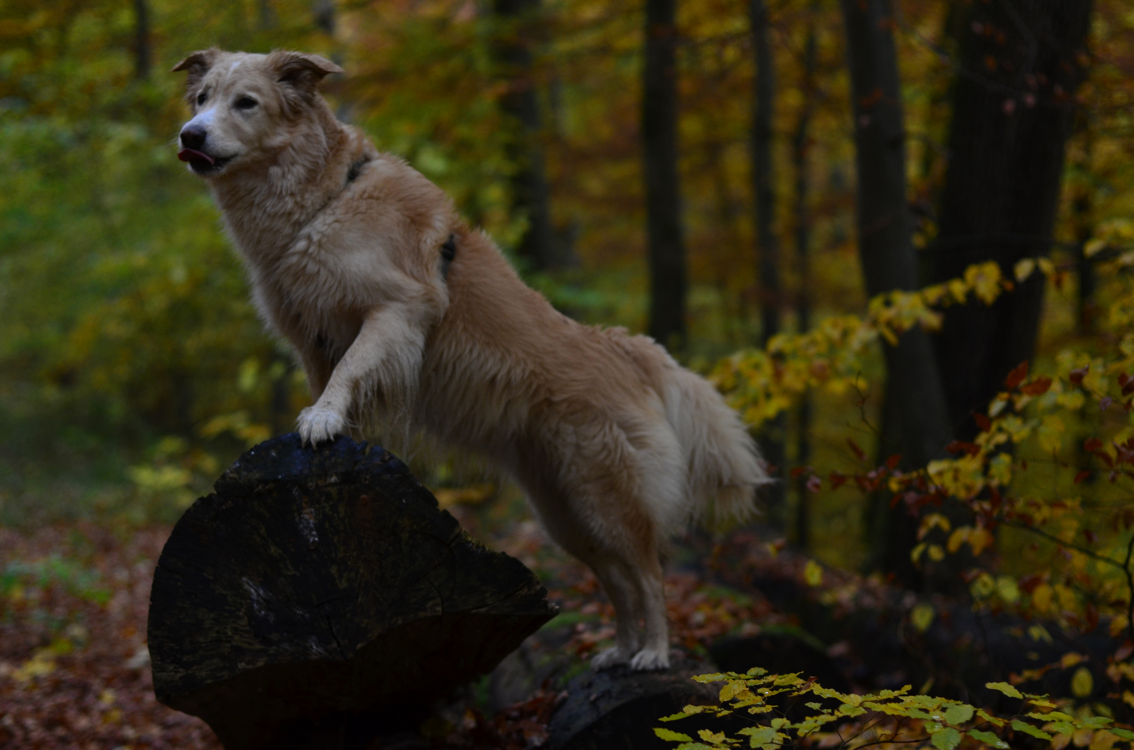 Oh lauter leckere Sachen im Wald...