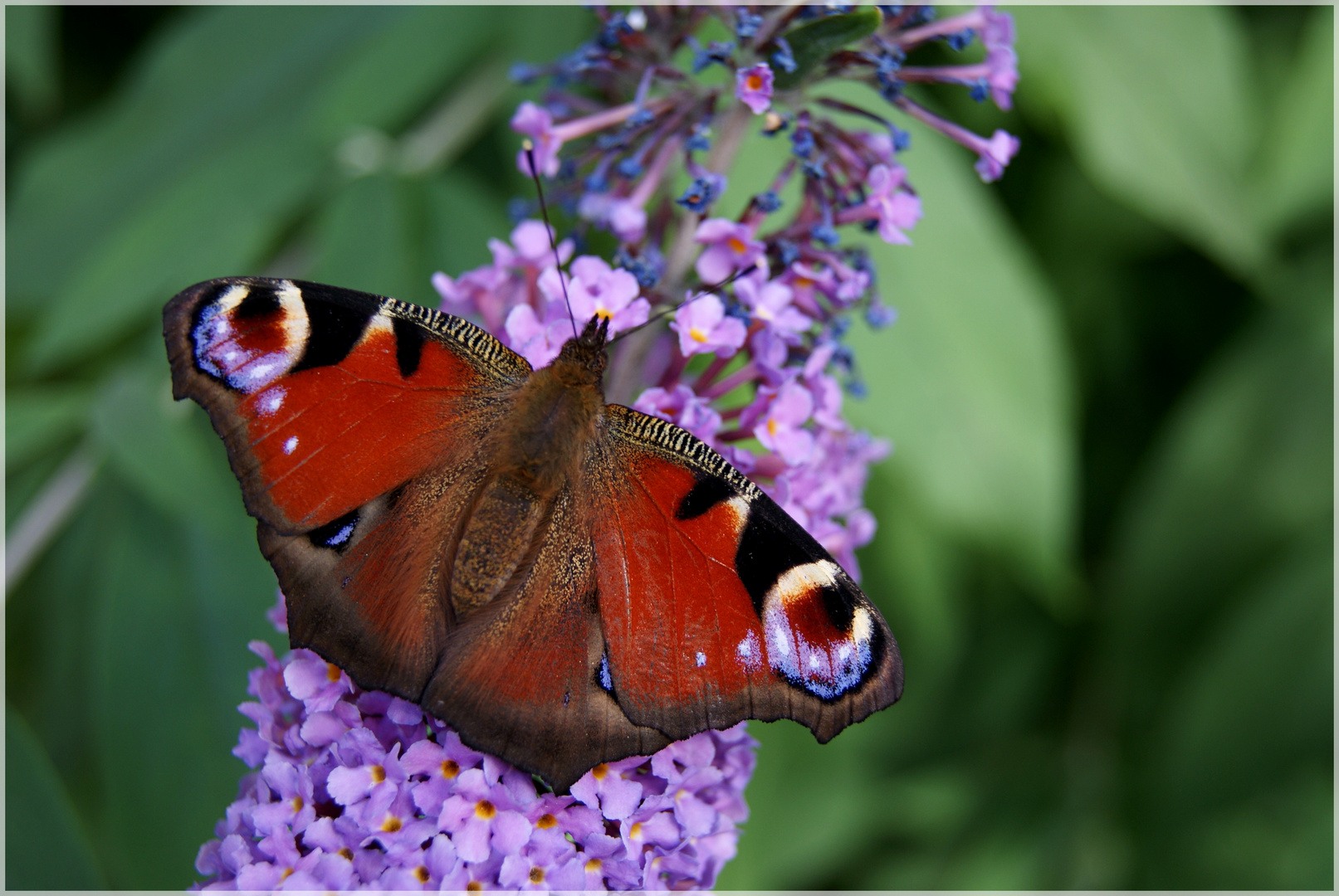 Oh le beau papillon!!