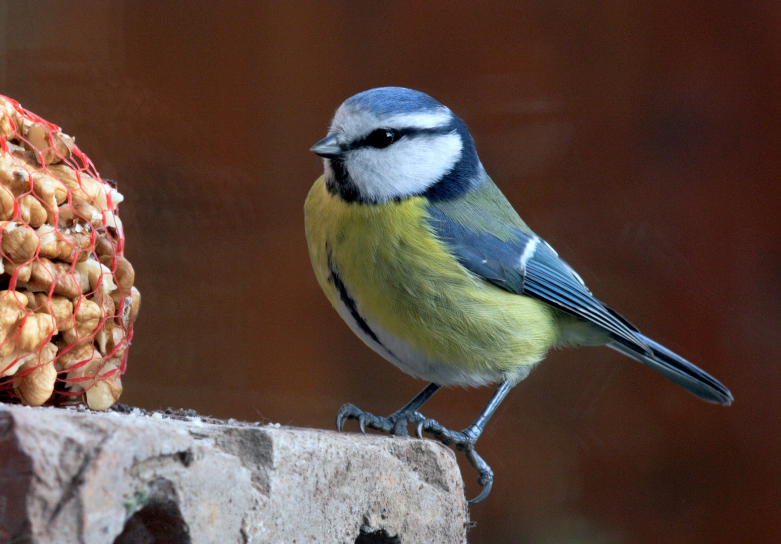 Oh, lecker Nüsse