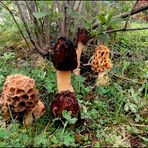 Oh ! Les belles morilles !!!