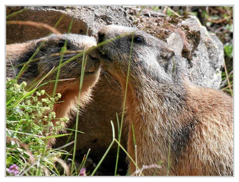 „Oh Liebling, Dein Aftershave macht mich ganz wild...!“