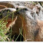 „Oh Liebling, Dein Aftershave macht mich ganz wild...!“