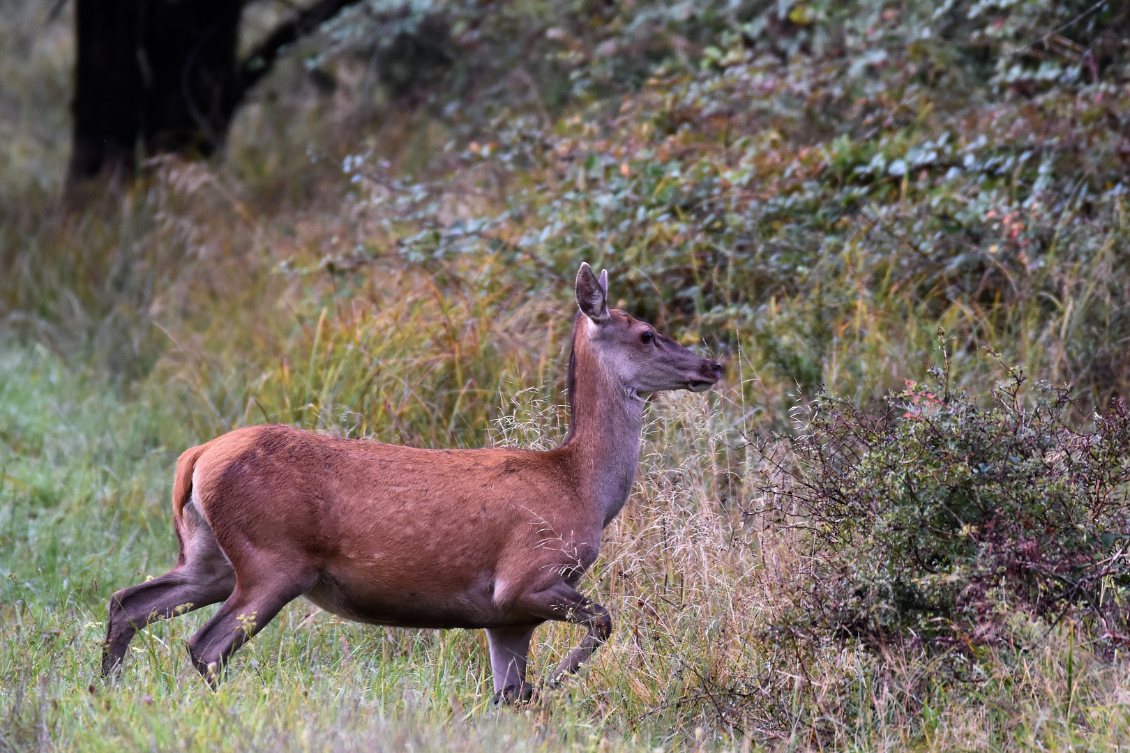 Oh ma biche!!!