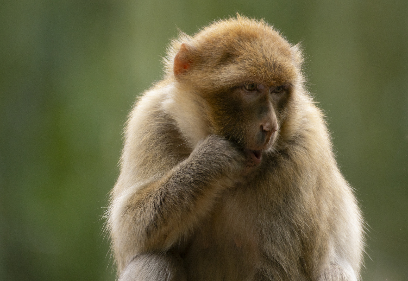 "Oh !" (Macaca sylvanus, macaque de Barbarie)