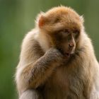 "Oh !" (Macaca sylvanus, macaque de Barbarie)