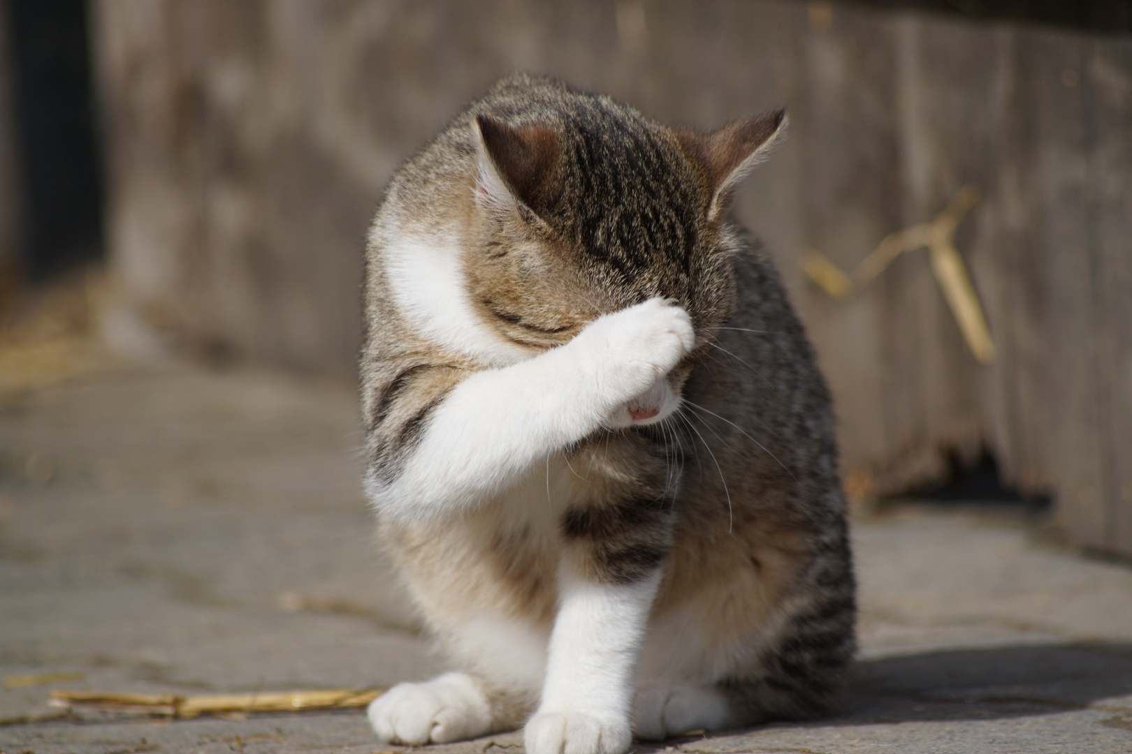 "oh Mann" Foto & Bild tiere, haustiere, katzen Bilder auf