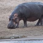 Oh mein Gott jetzt kommt das Hippo, ich bin doch schon platt....... -:)