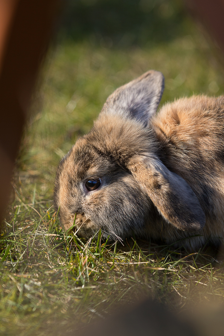 Oh mein Hasi, ;-)