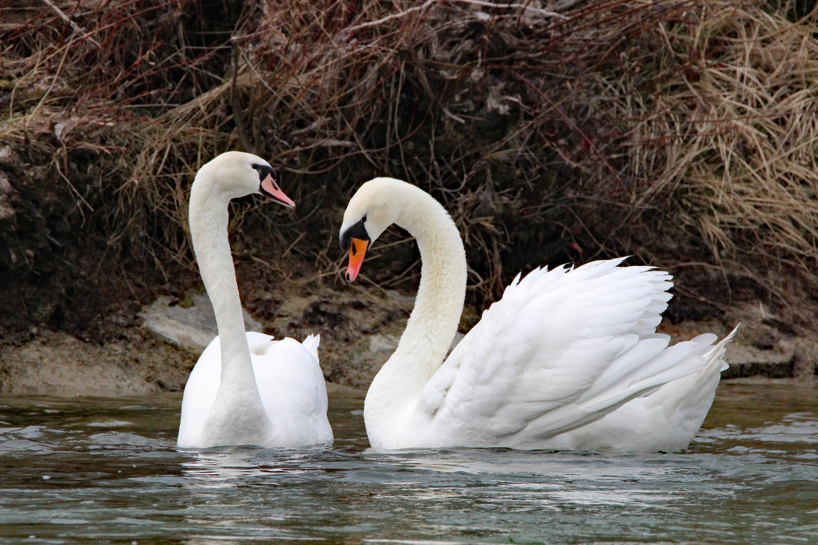 Oh, mein lieber Schwan!