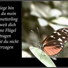 Oh mein Schmetterling